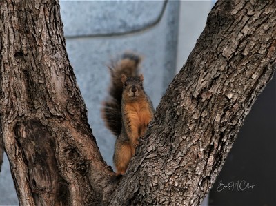 Cover Squirrel